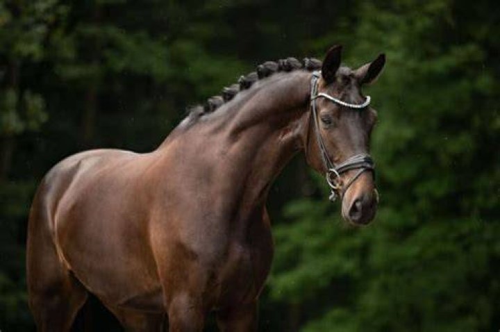 Are Warmbloods Hardy?