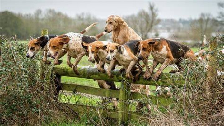 Do Foxhounds hunt foxes?