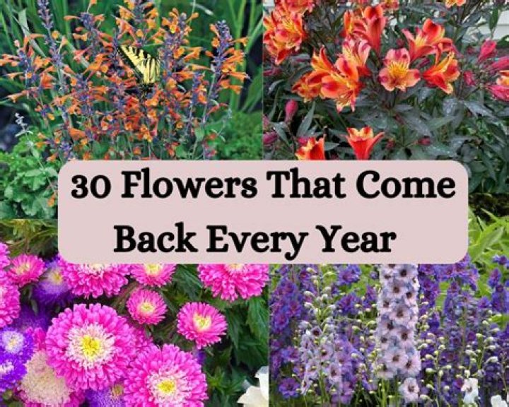Do osteospermum come back every year?