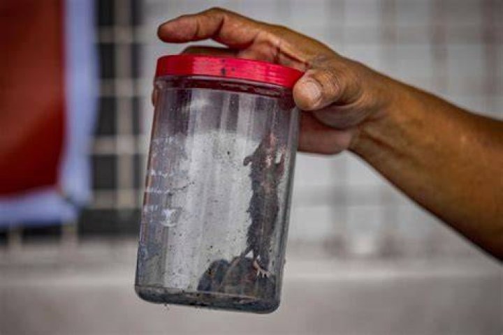 How do you get hantavirus?