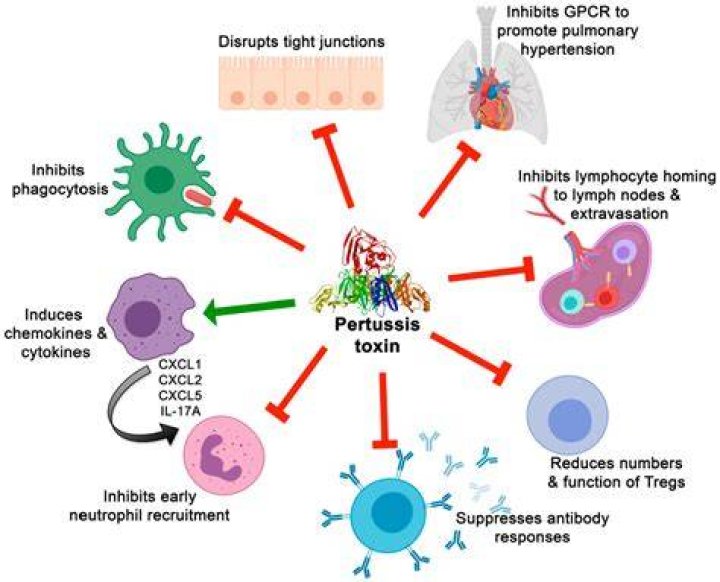 How does pertussis toxin affect G proteins?