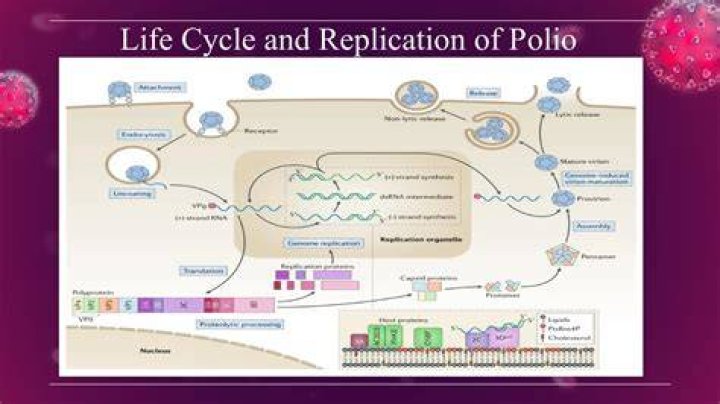 How does the poliovirus replicate?