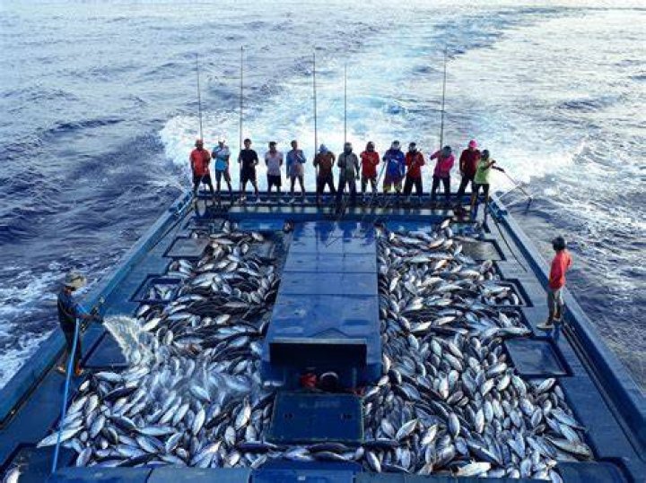 How is pole and line tuna caught?