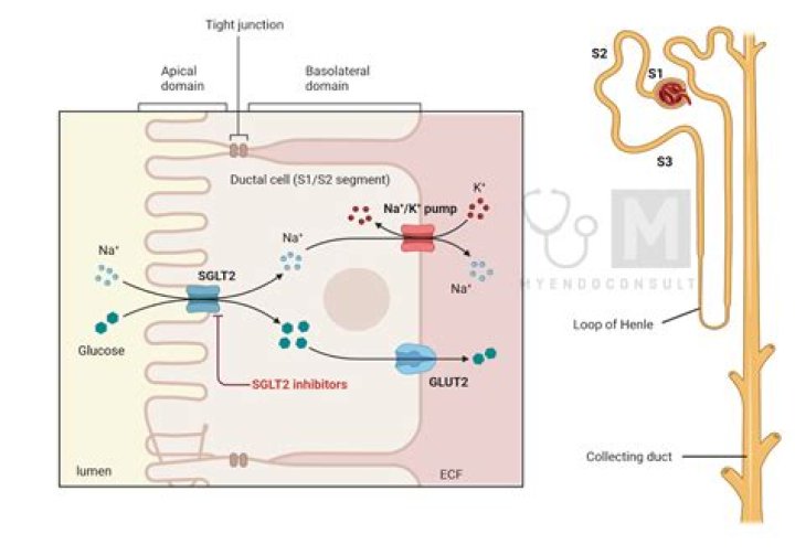 Is telmisartan acidic?