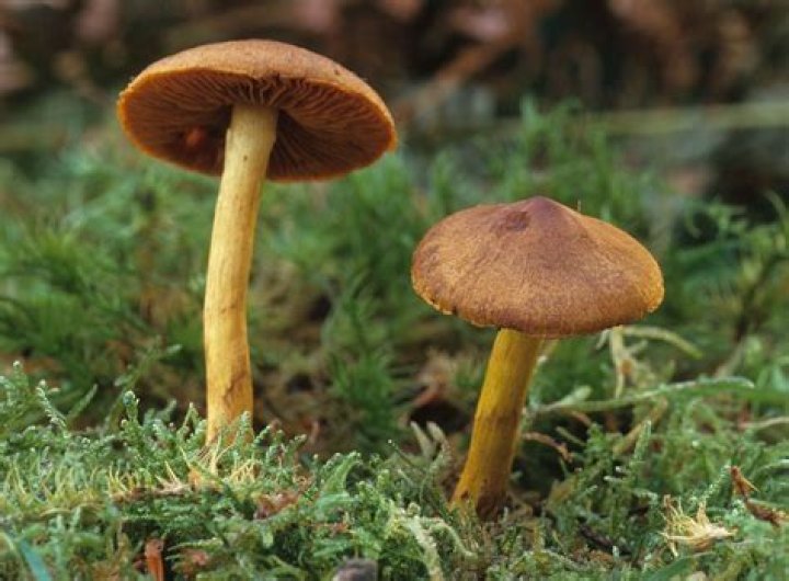 What phylum is Agaricomycetes?