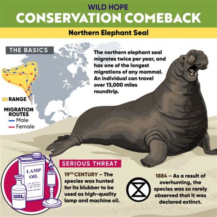 What time are elephant seals most active?