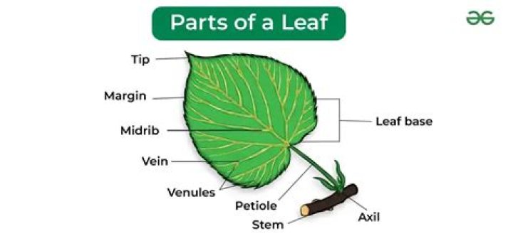 Which MOHU Leaf do I need?